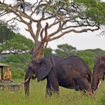 Kili View And Safaris